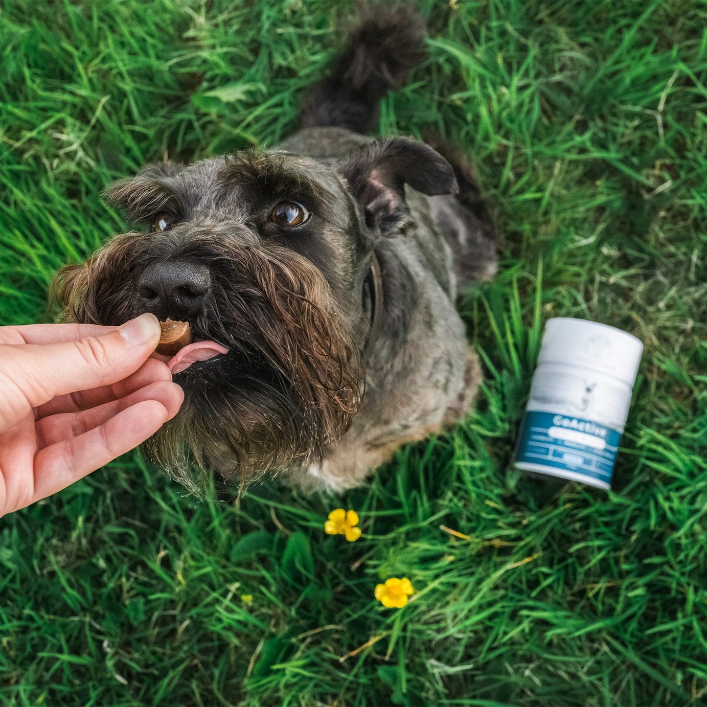 Blue Pet Co GoActive Joint & Muscle Peanut Butter Supplement for Dogs