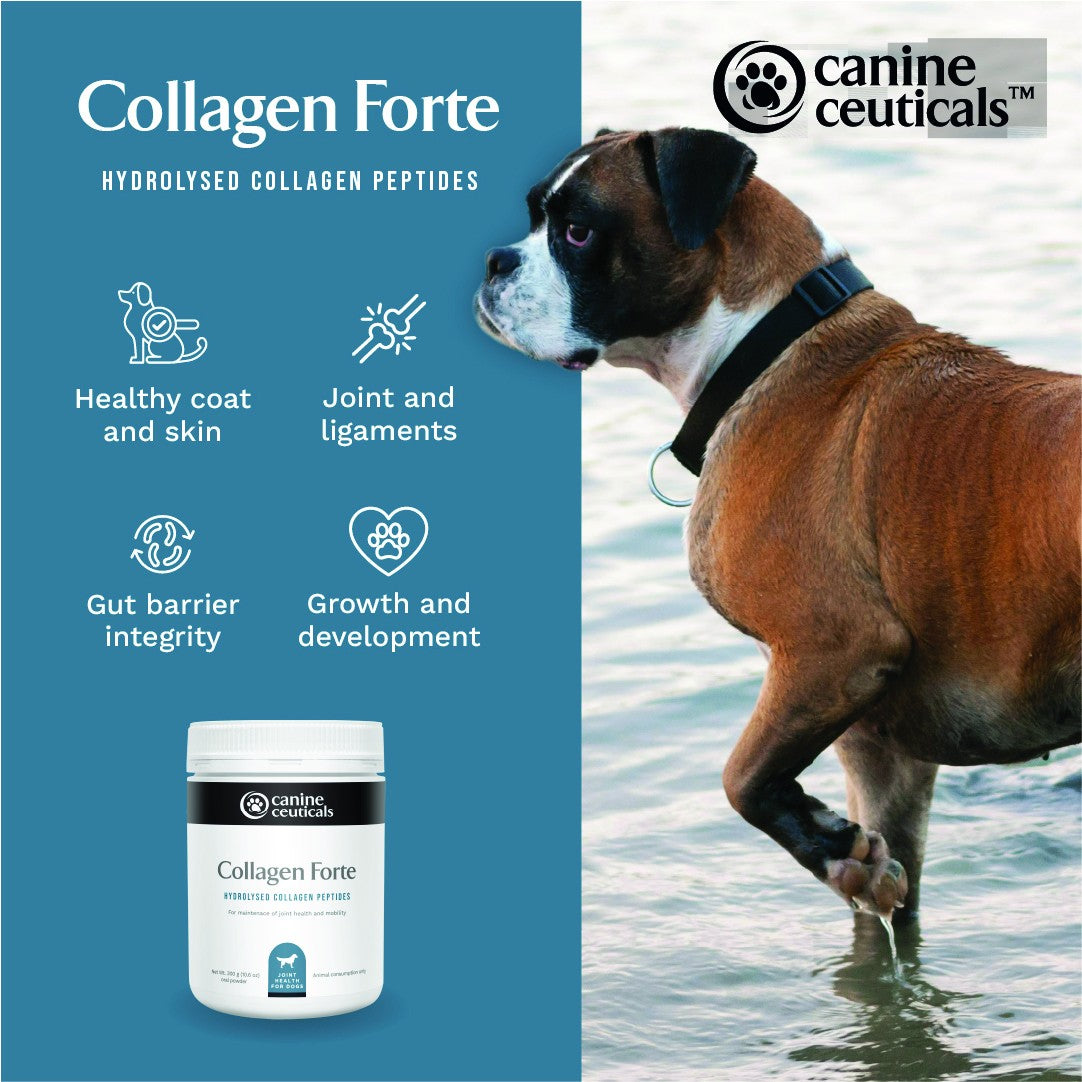 CanineCeuticals Collagen Forte Dog Supplement Powder