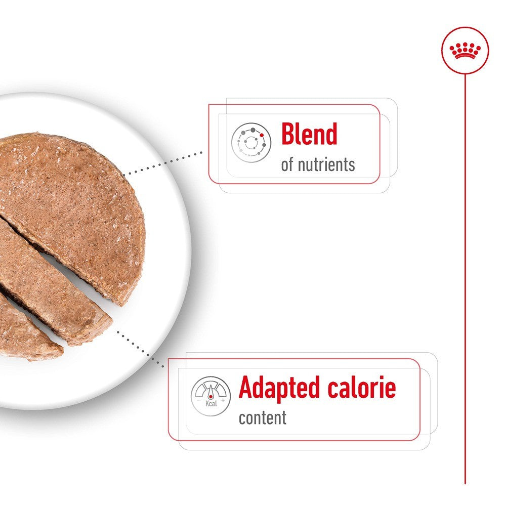 Royal Canin Mini Ageing Loaf Wet Dog Food