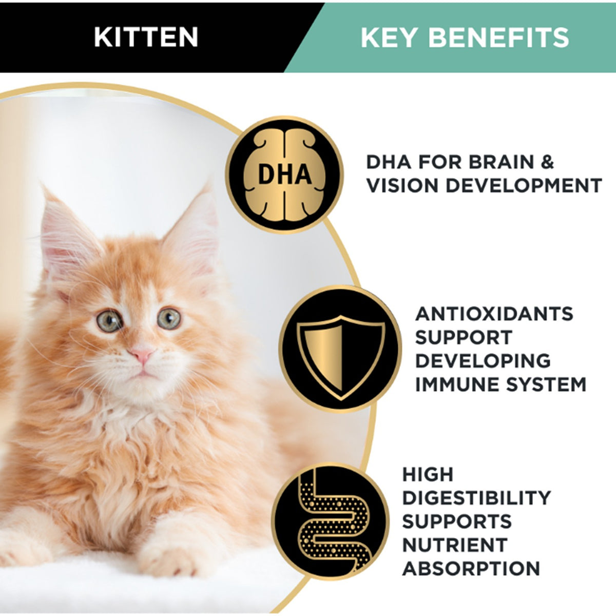 Pro Plan Kitten Mixed Variety Wet Cat Food