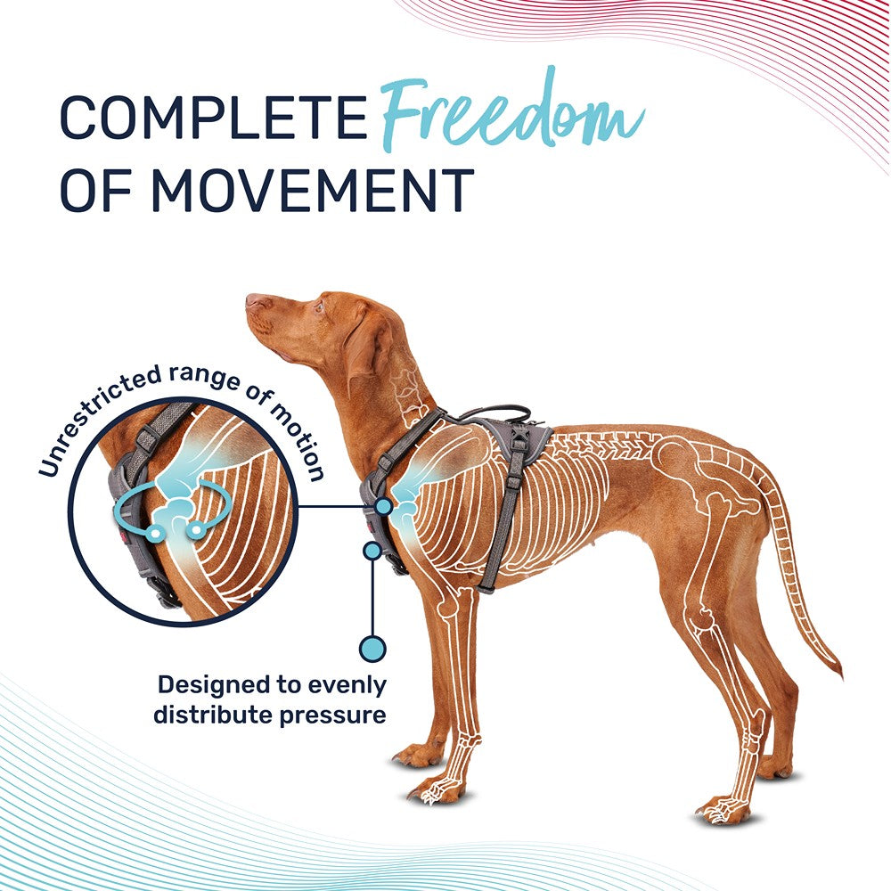 Halti Anatomy Dog Harness Teal