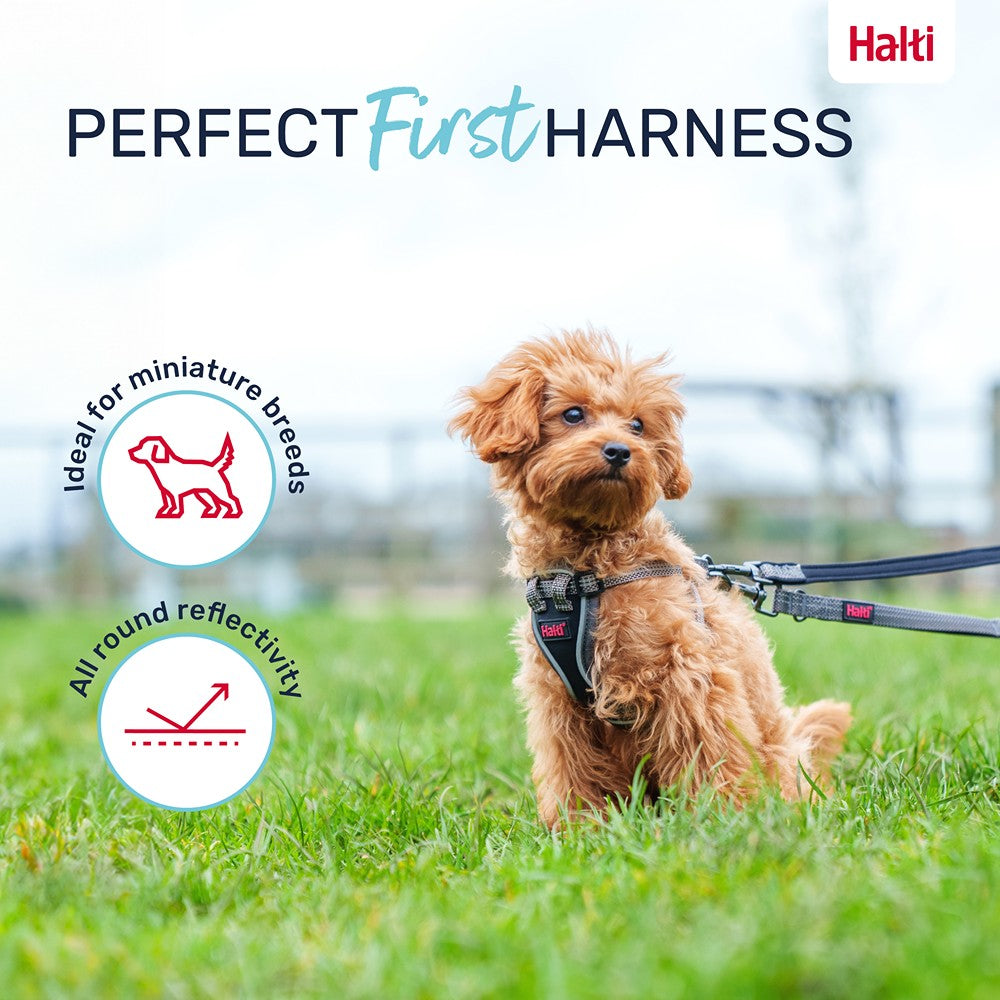 Halti Anatomy Puppy Dog Harness Grey