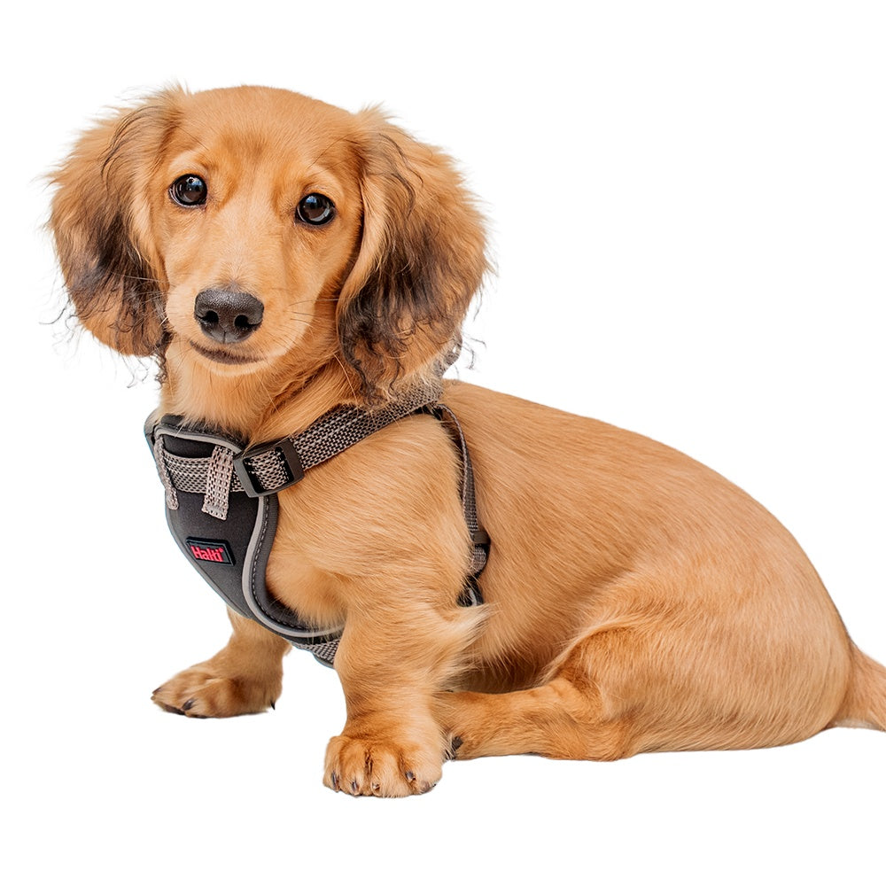 Halti Anatomy Puppy Dog Harness Grey
