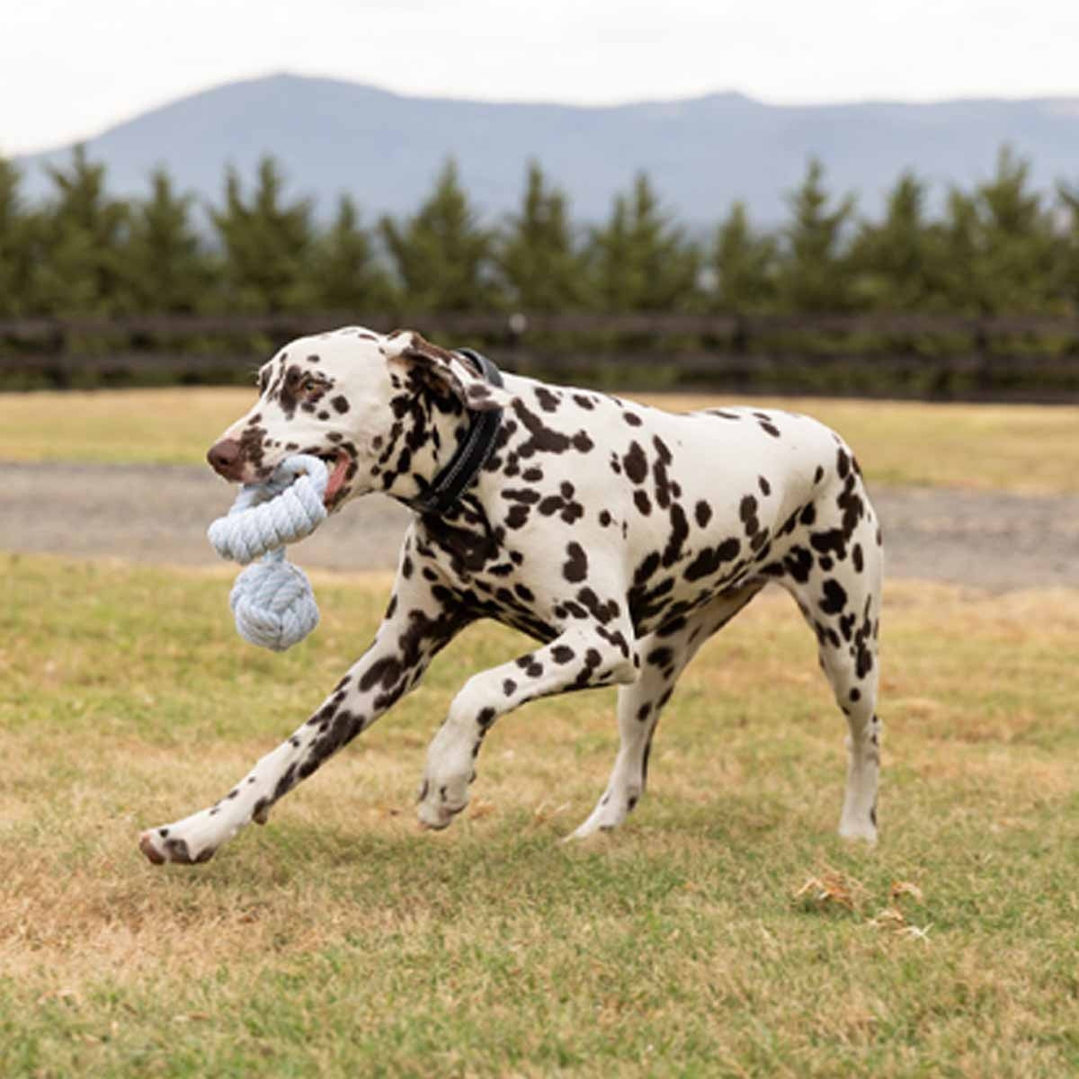 Lexi & Me Knot with Handle Rope Tug Dog Toy