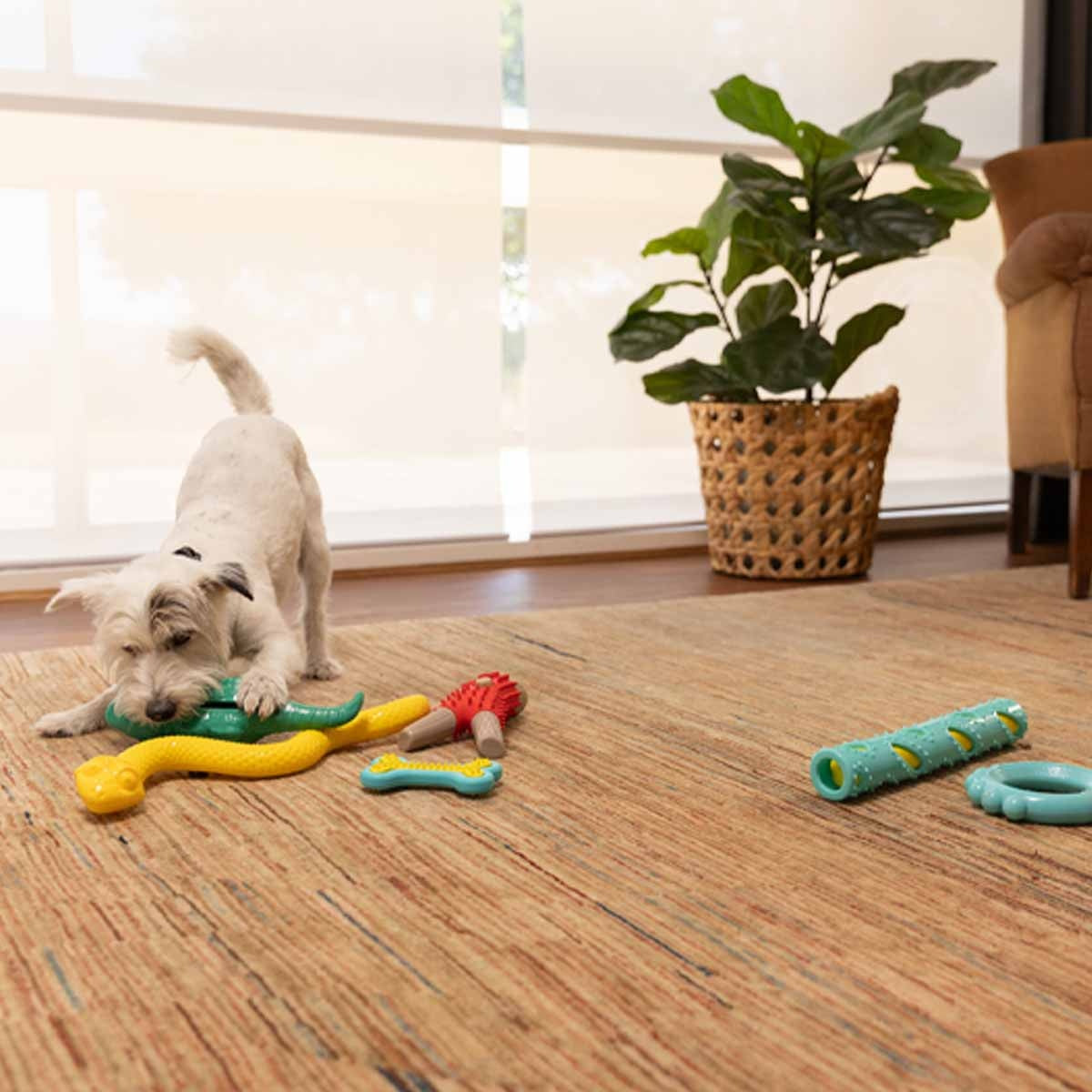 Lexi & Me Lizard Rubber Treat Dog Toy