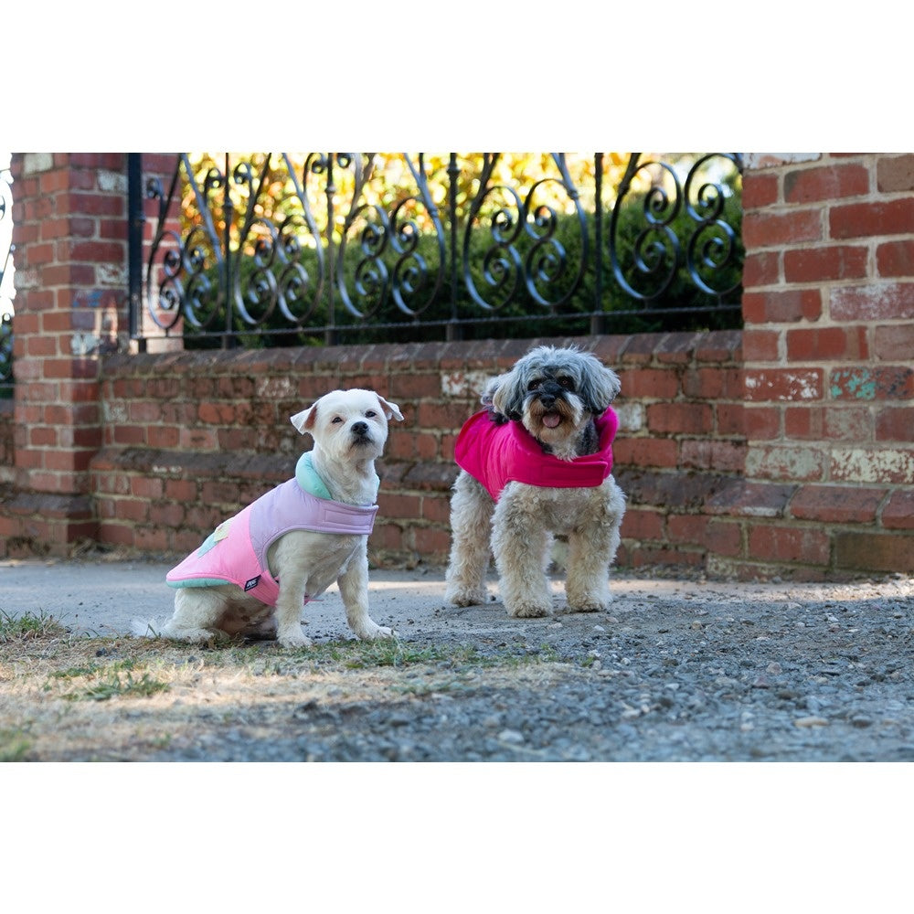 DGG Fashionista Dog Jacket Electrify