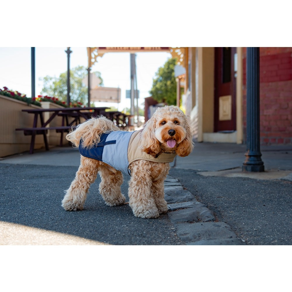 DGG Fashionista Dog Jacket Tri Colour - Blue Toastie