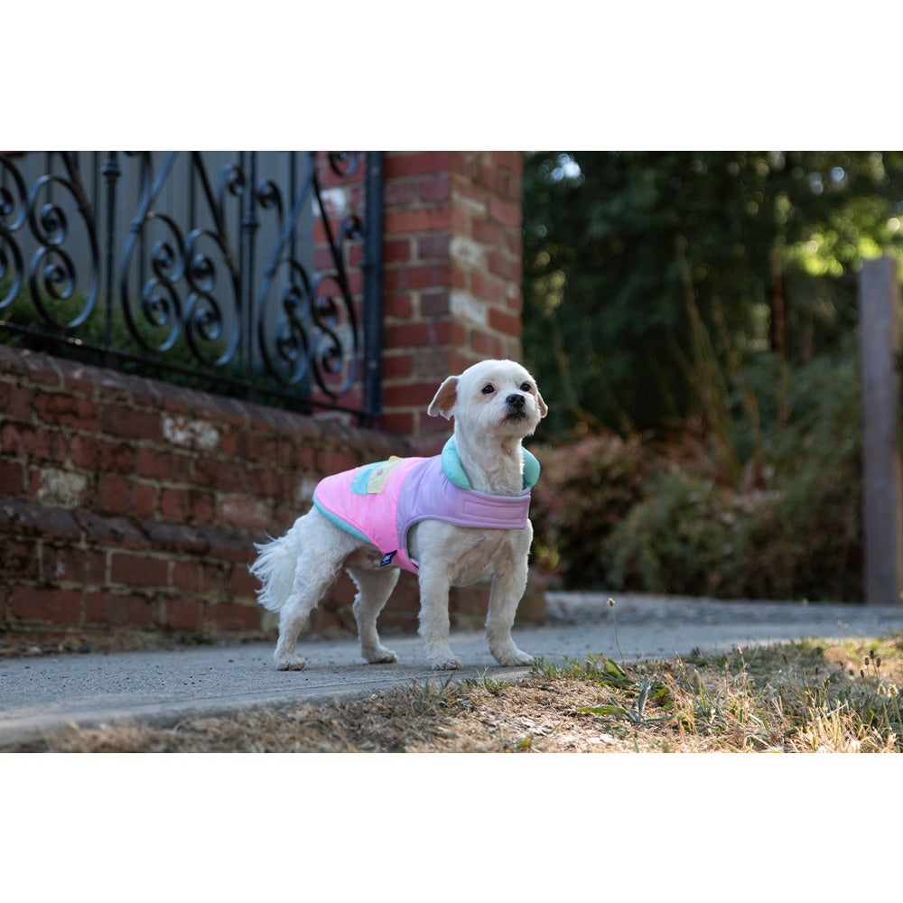 DGG Fashionista Dog Jacket Electrify