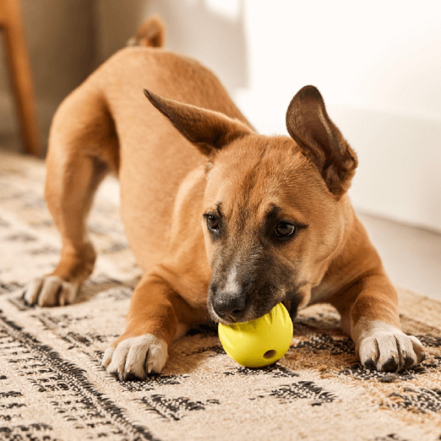 Woof FlyBall Treat Dispensing Dog Toy
