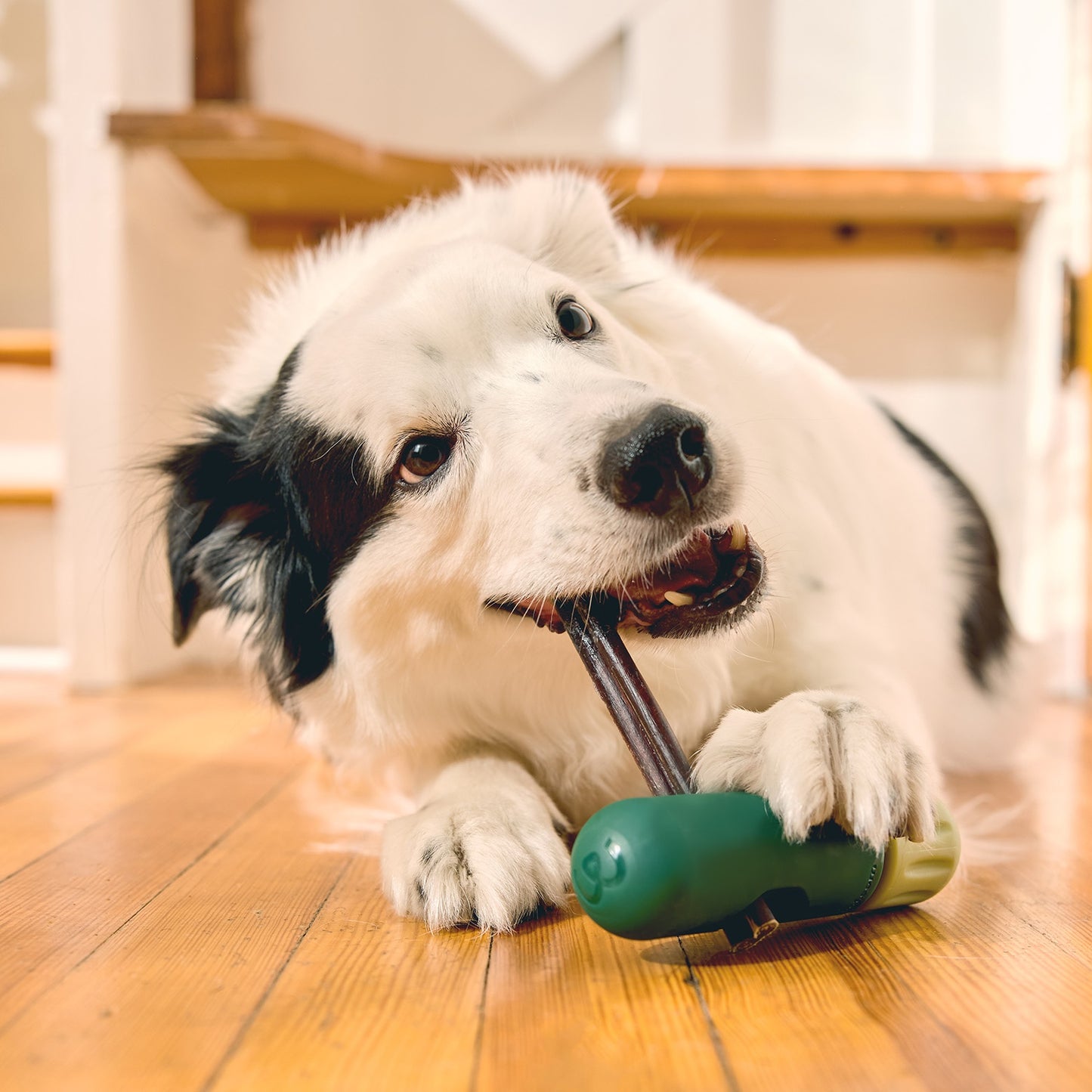 Woof BullySafe Dog Chew Treat Holder
