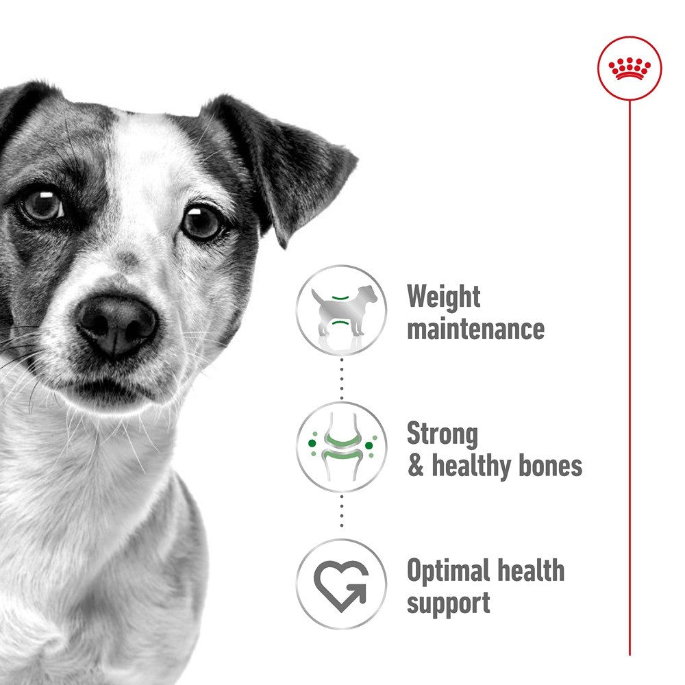 Royal Canin Mini Adult Loaf Wet Dog Food
