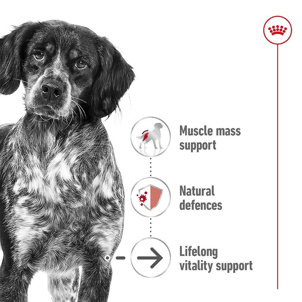 Royal Canin Ageing Medium Loaf Wet Dog Food