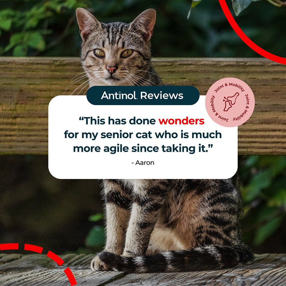 Antinol Plus Easy Feed Cat Joint Supplement Capsules