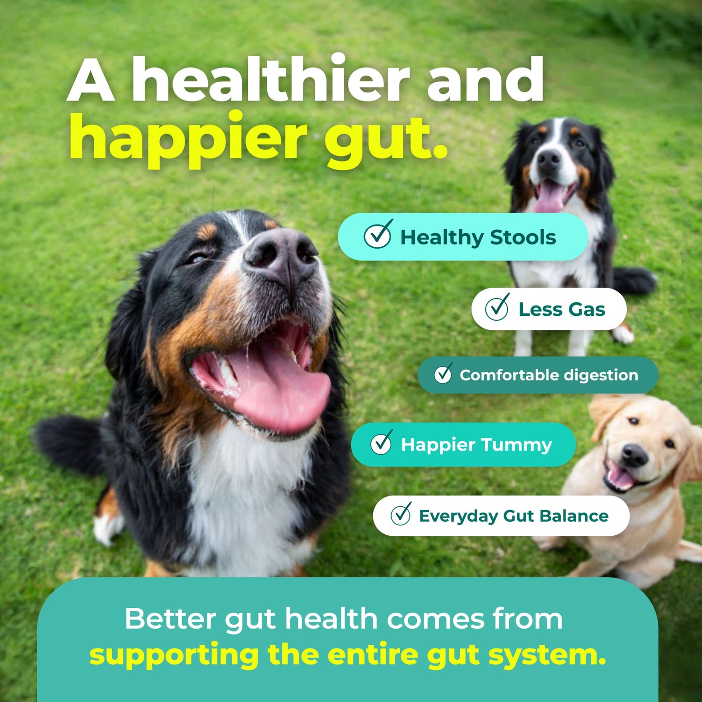 Symbiol Daily Gut Balance Dog Prebiotic & Probiotic Powder