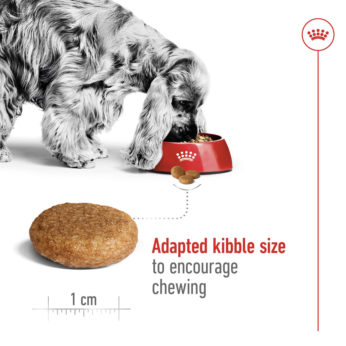 Royal Canin Medium Breed Adult Dry Dog Food