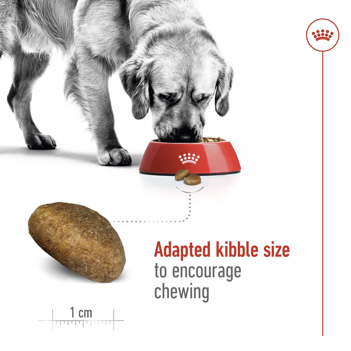 Royal Canin Maxi Large Breed Adult Dry Dog Food