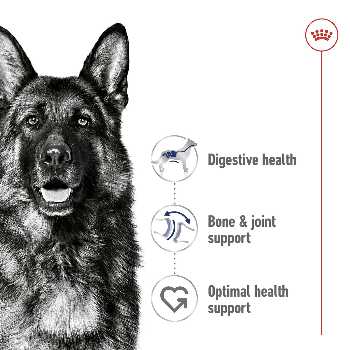 Royal Canin Maxi Large Breed Adult Dry Dog Food