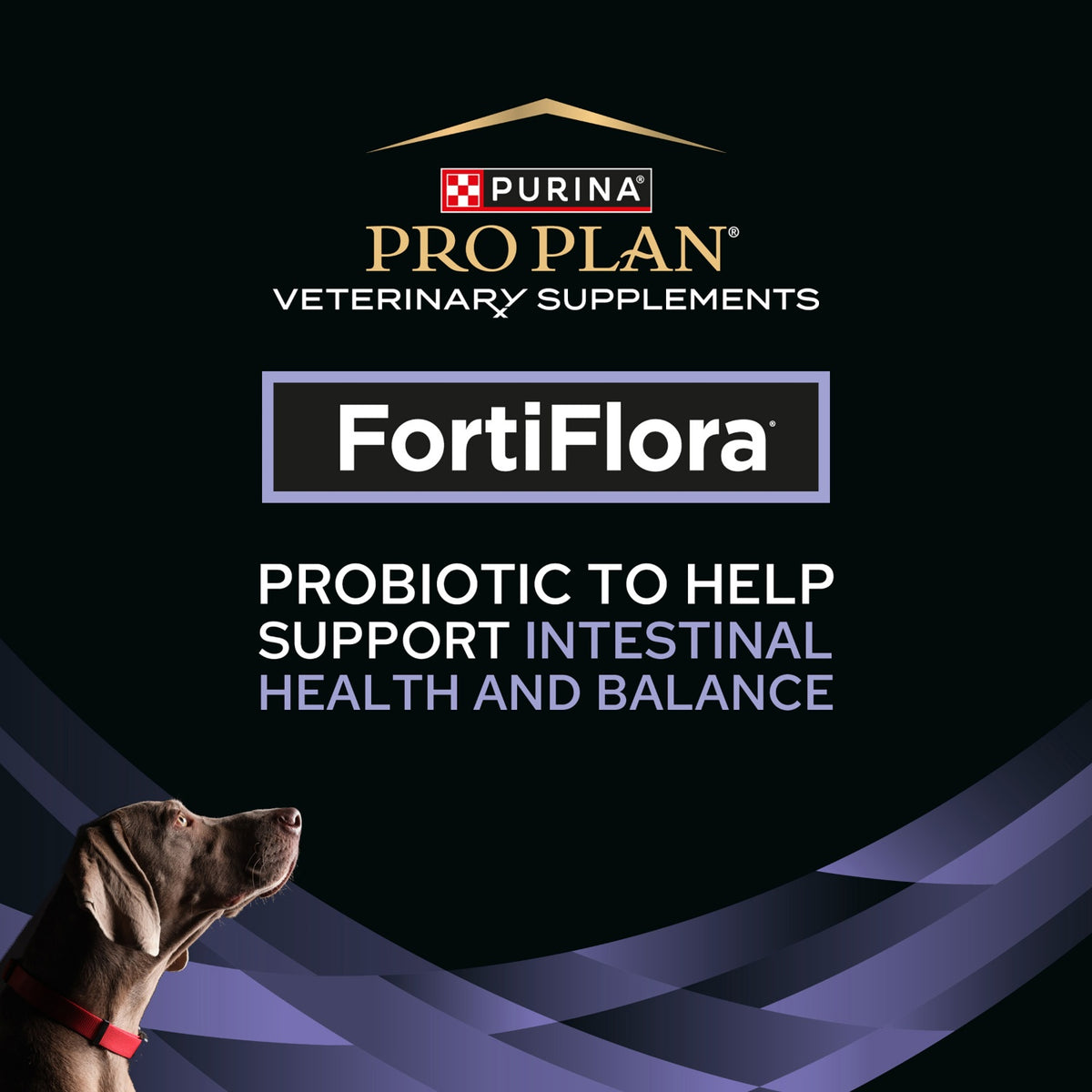 Pro Plan Vet Supplement FortiFlora Canine Probiotic