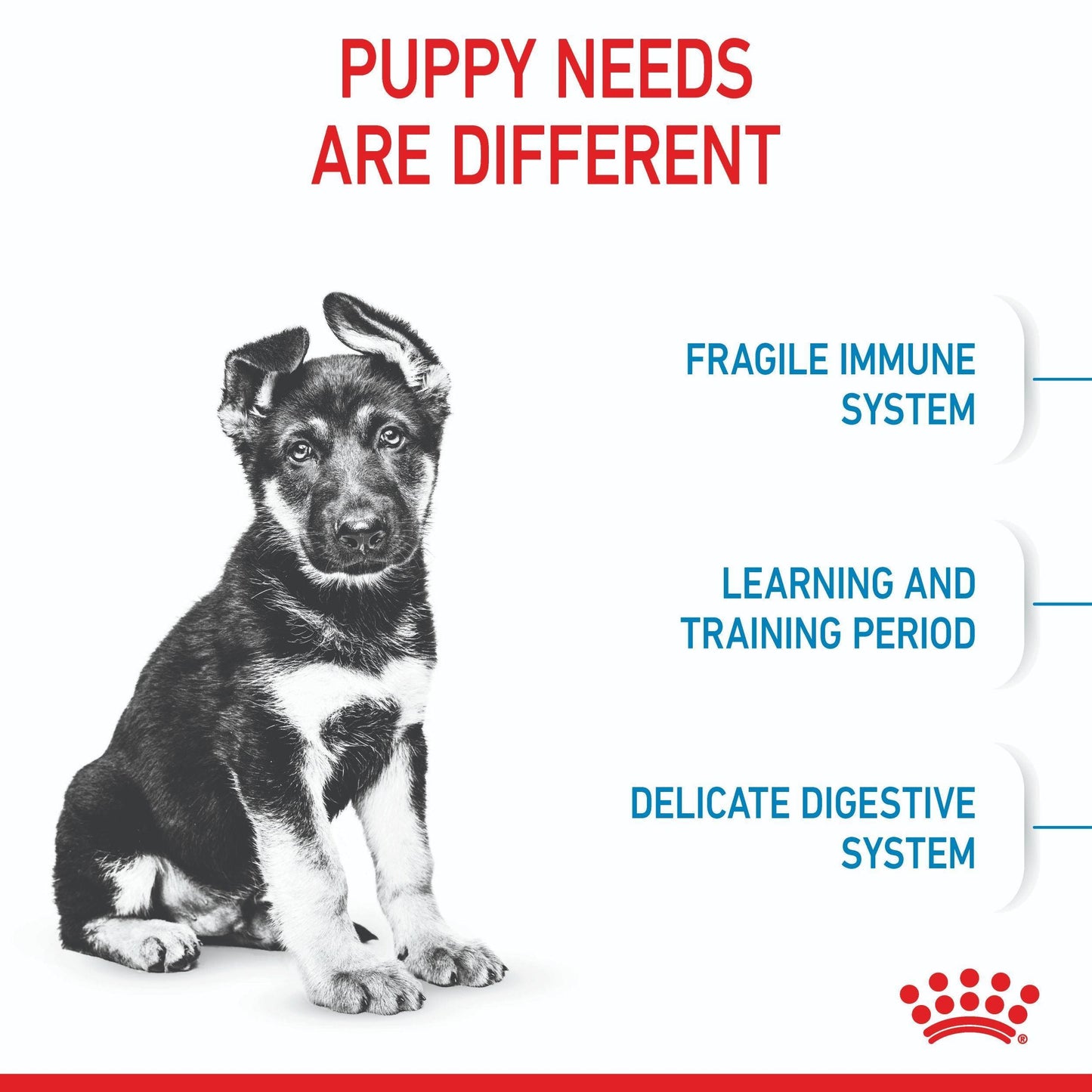 Royal Canin Maxi Large Breed Puppy Dry Dog Food