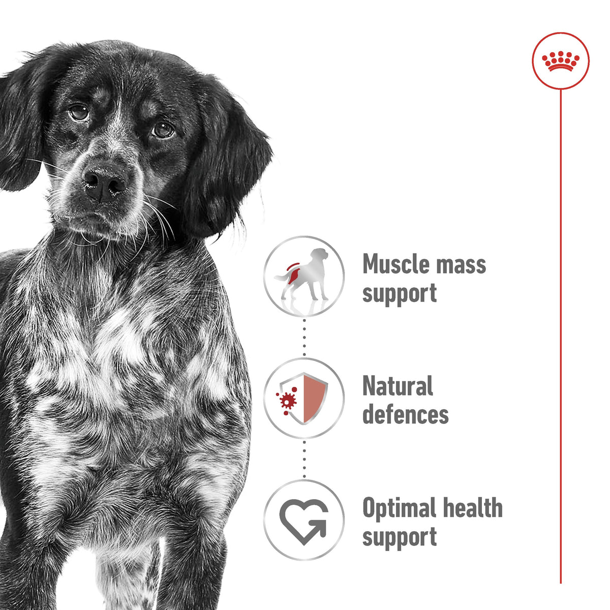 Royal Canin Medium Breed Adult Dry Dog Food