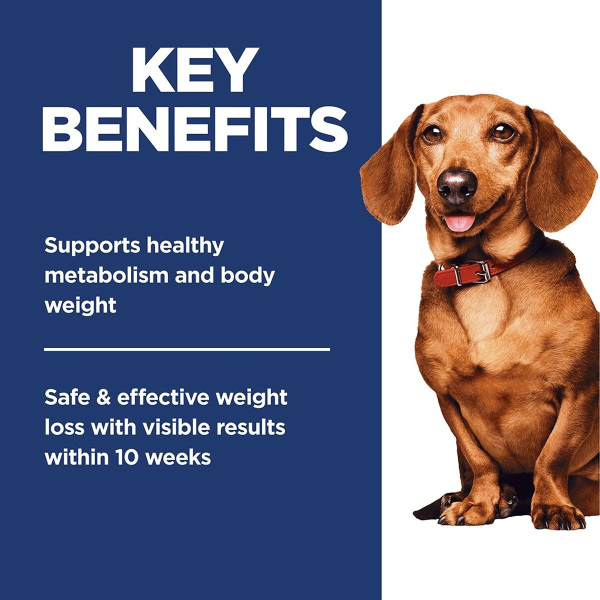 Hill's Science Diet Perfect Weight Small & Mini Turkey Canned Wet Dog Food