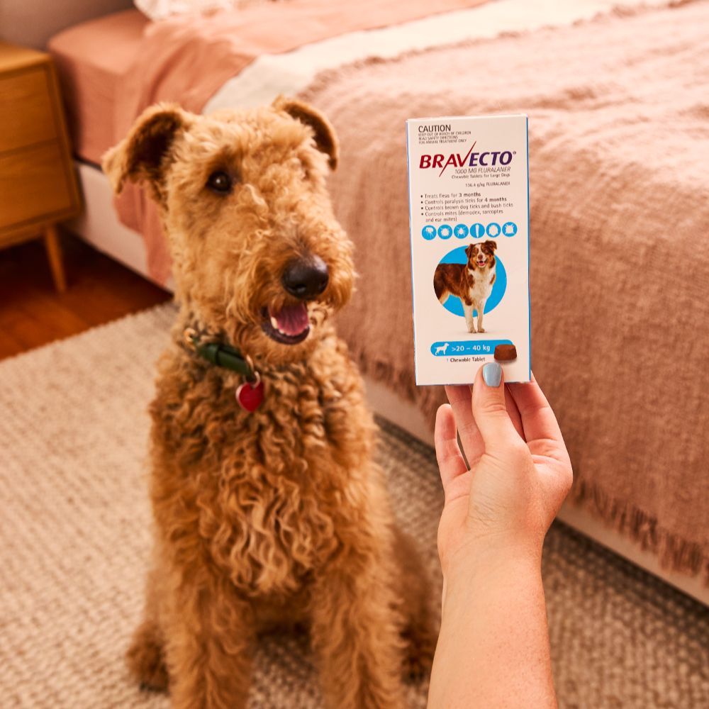 BRAVECTO Flea & Tick Chew Treatment 20-40Kg Dog