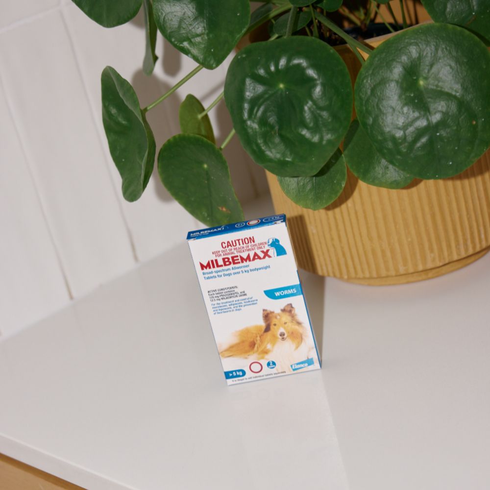 Milbemax Allwormer >5kg Dog