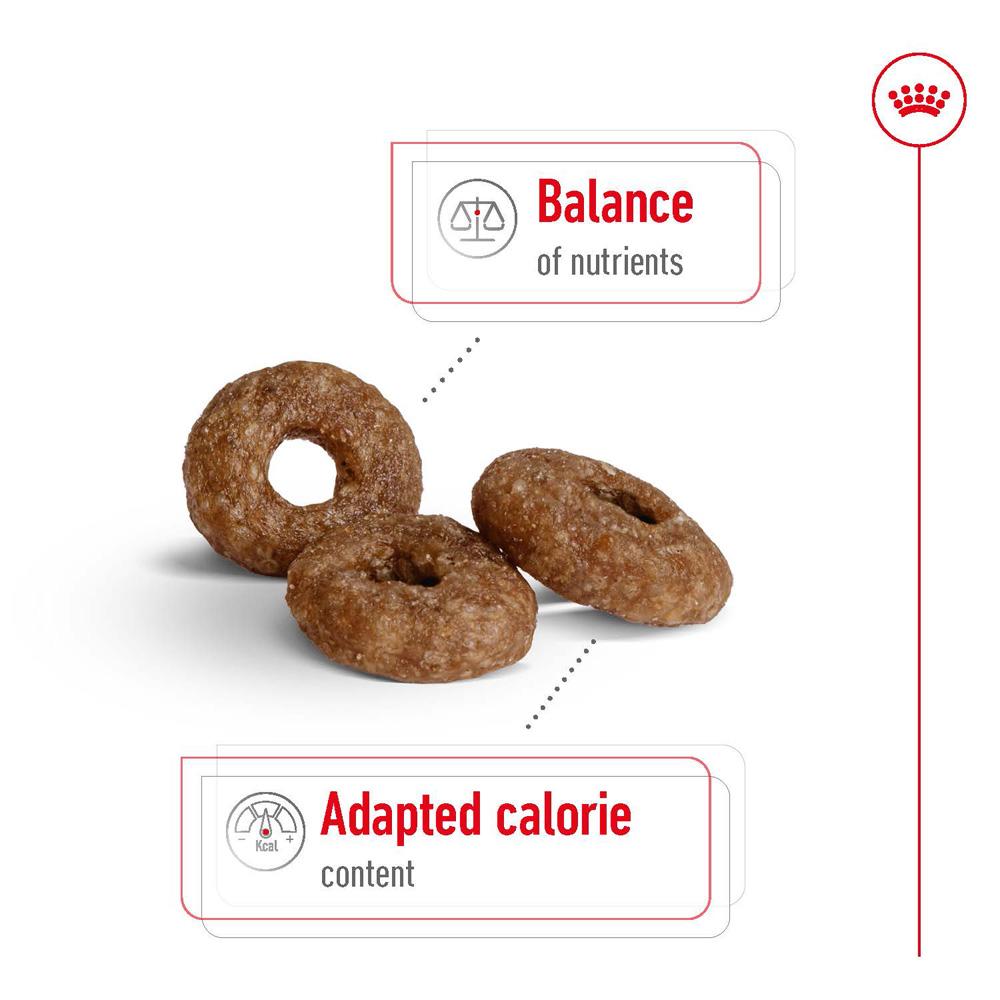 Royal Canin Mini Ageing 12+ Senior Dry Dog Food