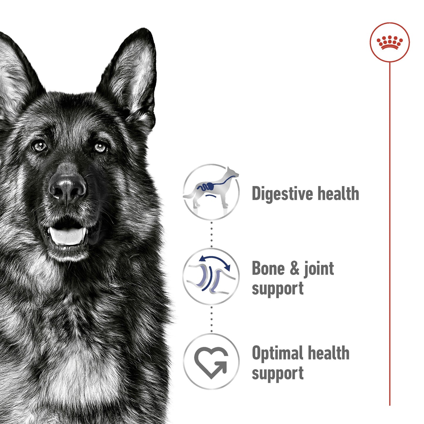 Royal Canin Maxi Large Breed Adult Chicken Dry Dog Food