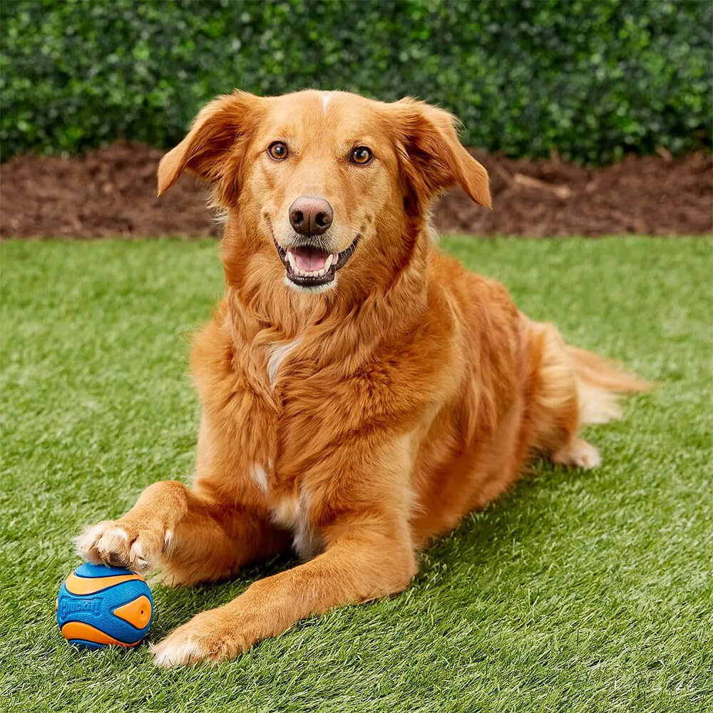 Chuckit Ultra Squeaker Ball Dog Toy Medium