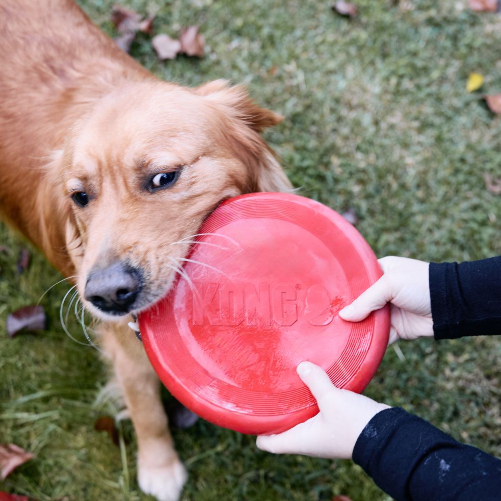 KONG Flyer Dog Toy