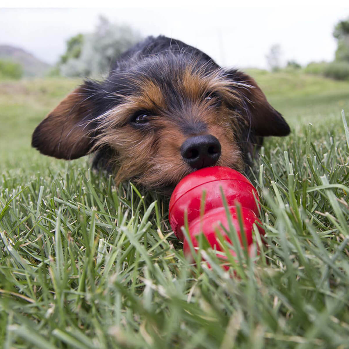 KONG Liver Easy Dog Treat