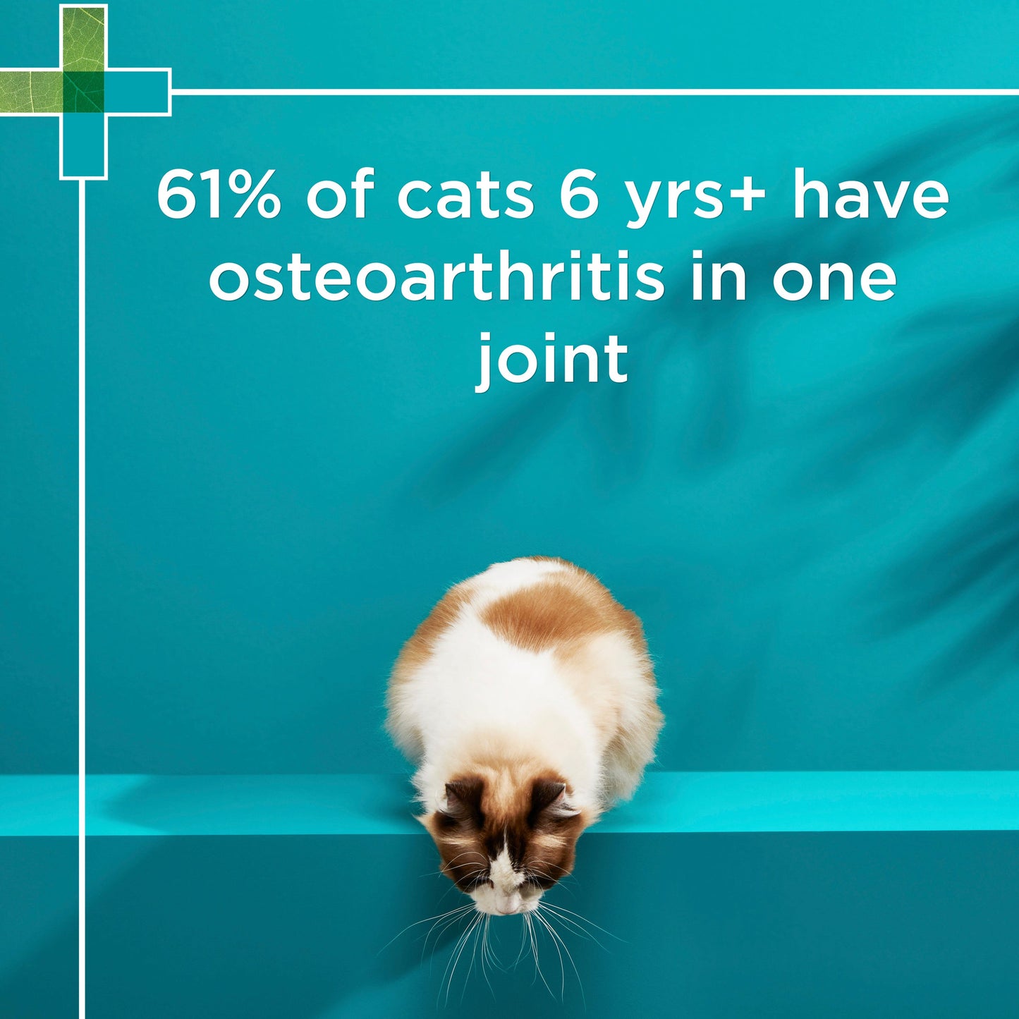 PAW Osteosupport Joint Care Powder For Cats