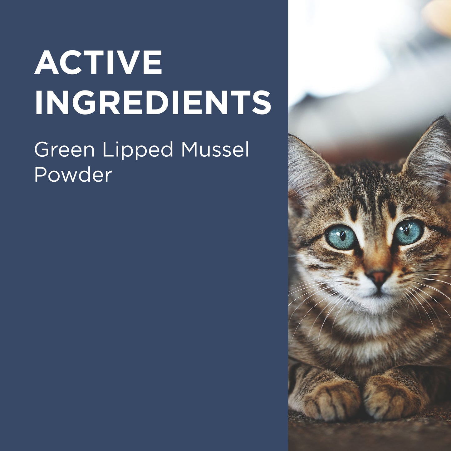 PAW Osteosupport Joint Care Powder For Cats