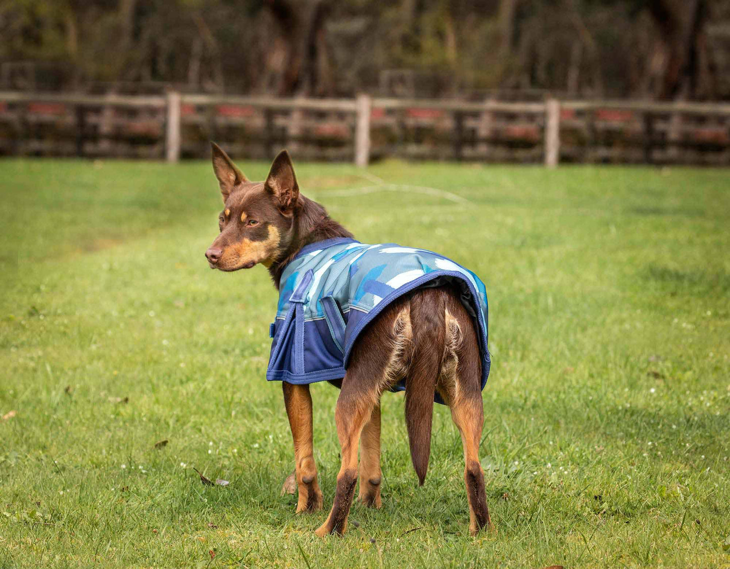 Caribu Colorado Dog Coat