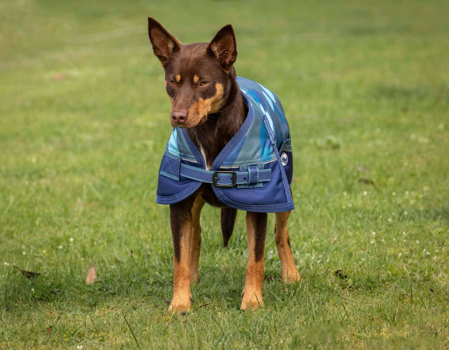Caribu Colorado Dog Coat