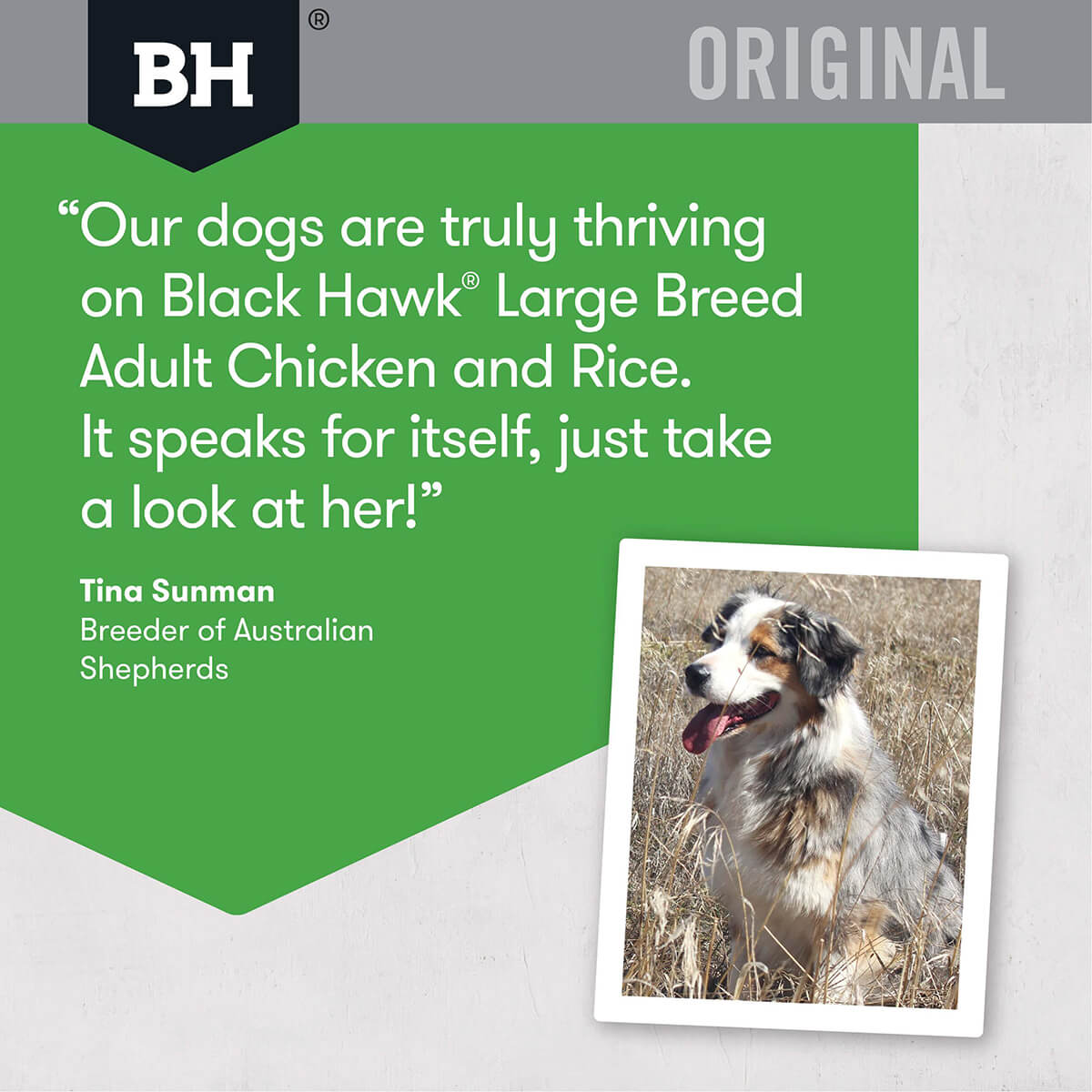 Black Hawk Large Breed Adult Chicken & Rice Dry Dog Food - PetPost Australia