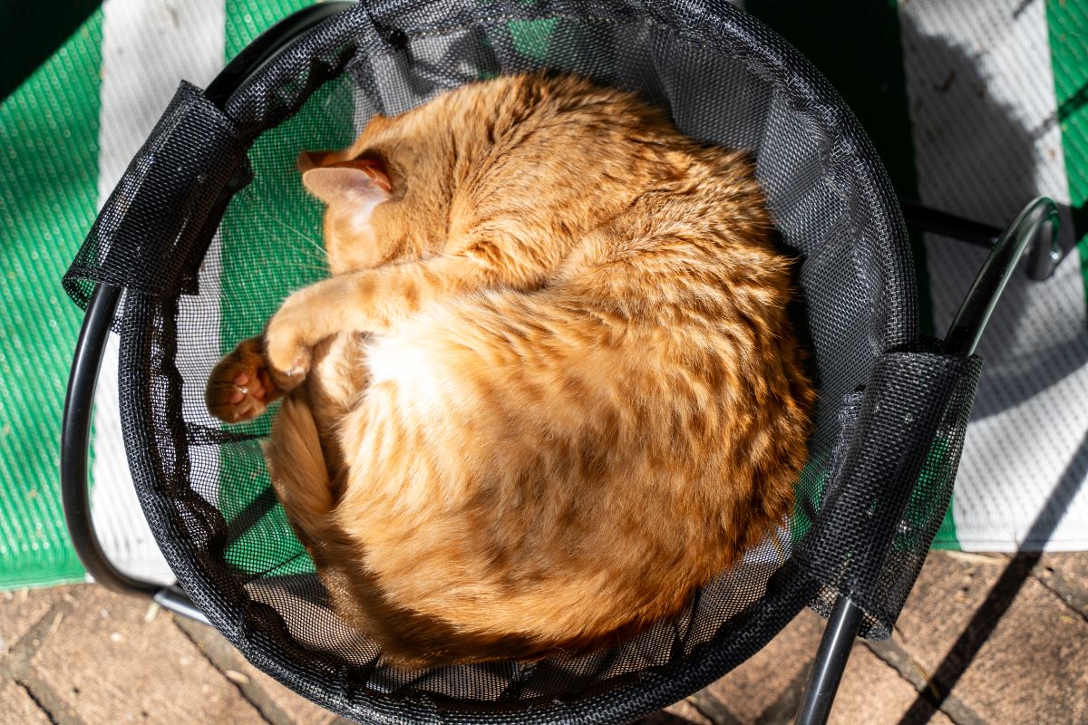 Catnets Skywalks Floor Hammock - PetPost Australia