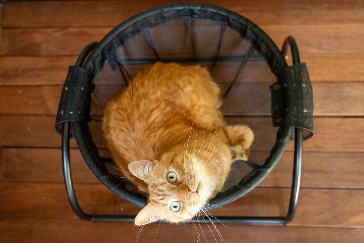 Catnets Skywalks Floor Hammock - PetPost Australia
