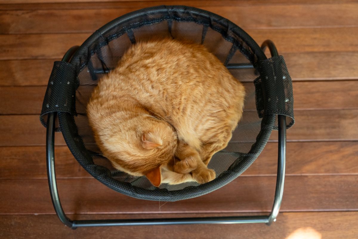Catnets Skywalks Floor Hammock - PetPost Australia