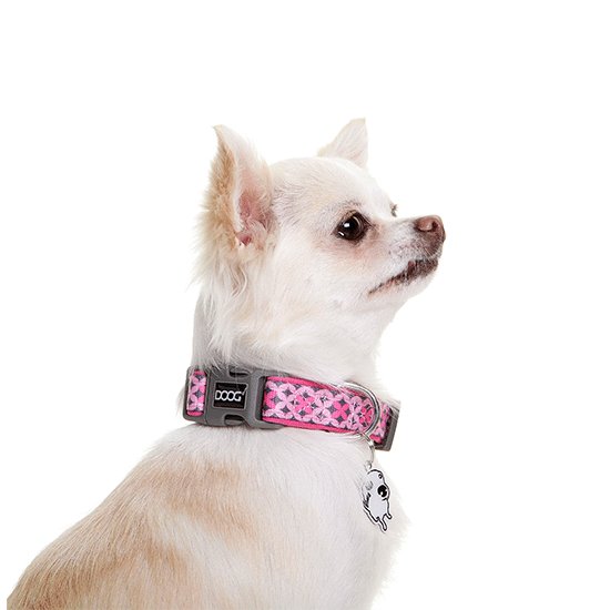 DOOG Neoprene Toto Dog Collar - PetPost Australia