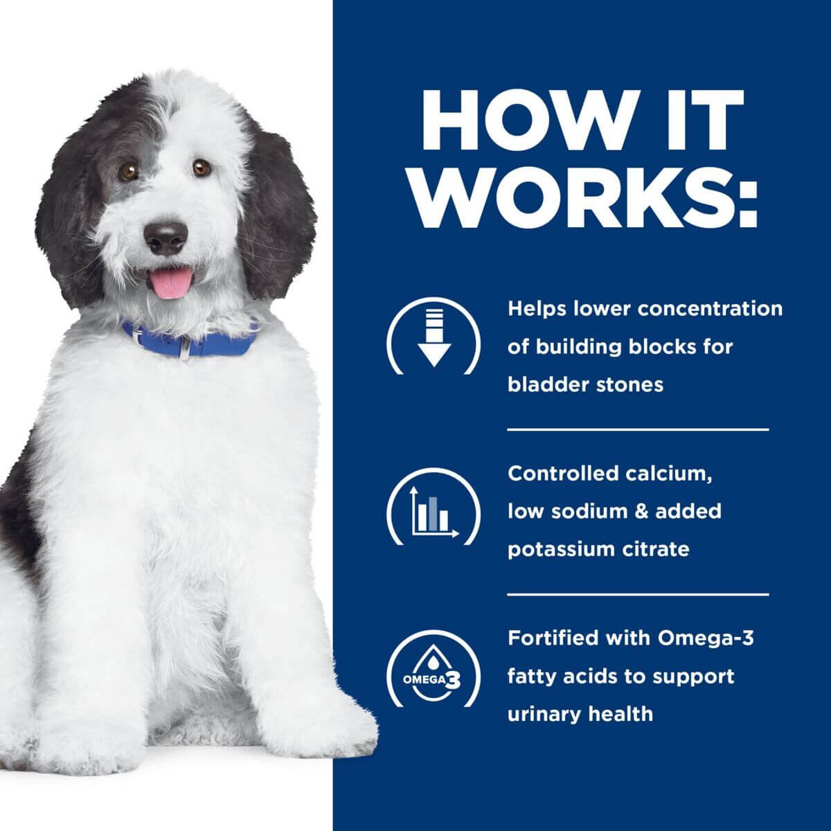 Hill's Prescription Diet C/D Multicare Urinary Care Dry Dog Food - PetPost Australia