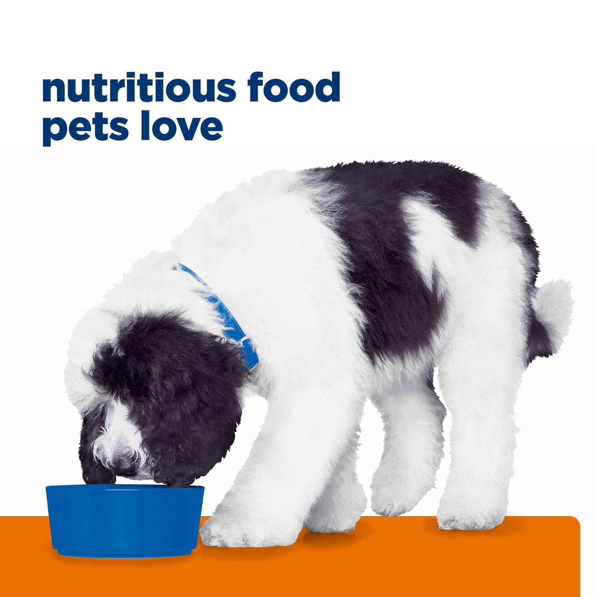 Hill's Prescription Diet C/D Multicare Urinary Care Dry Dog Food - PetPost Australia