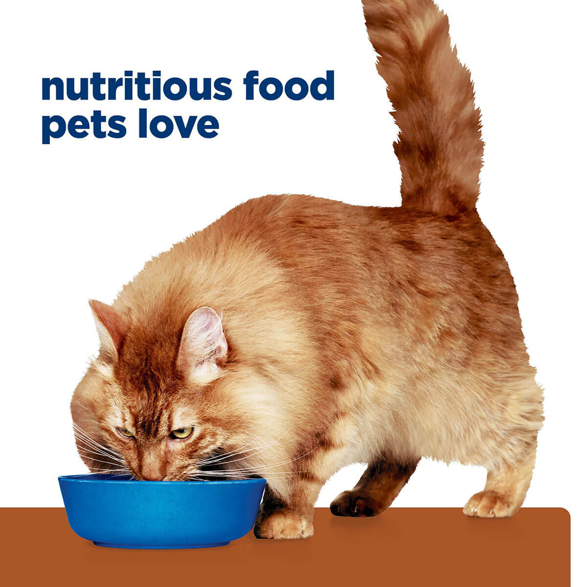 Hill's Prescription Diet K/D Kidney Care & Mobility Cat Dry Food 2.88kg - PetPost Australia