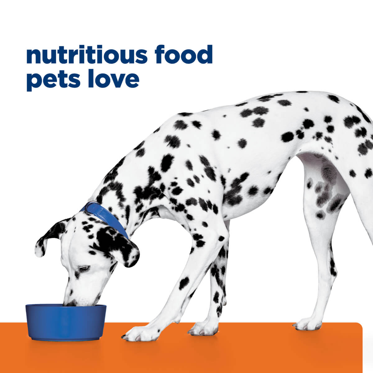 Hill's Prescription Diet U/D Urinary Care Dry Dog Food - PetPost Australia