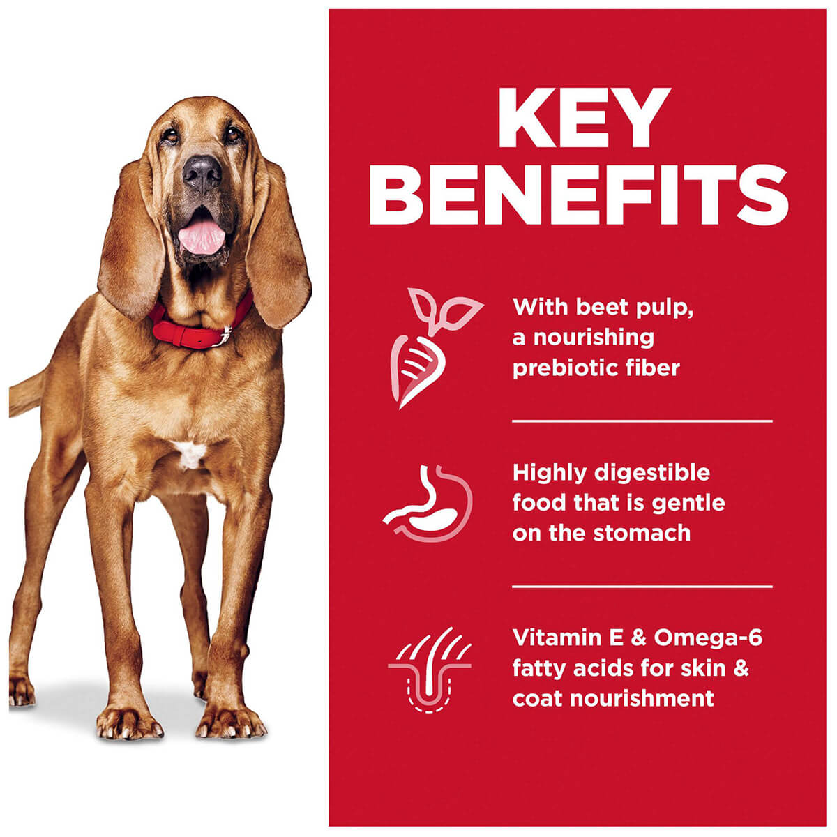 Hill's Science Diet Sensitive Stomach & Skin Large Breed Adult Dry Dog Food 13.6kg - PetPost Australia