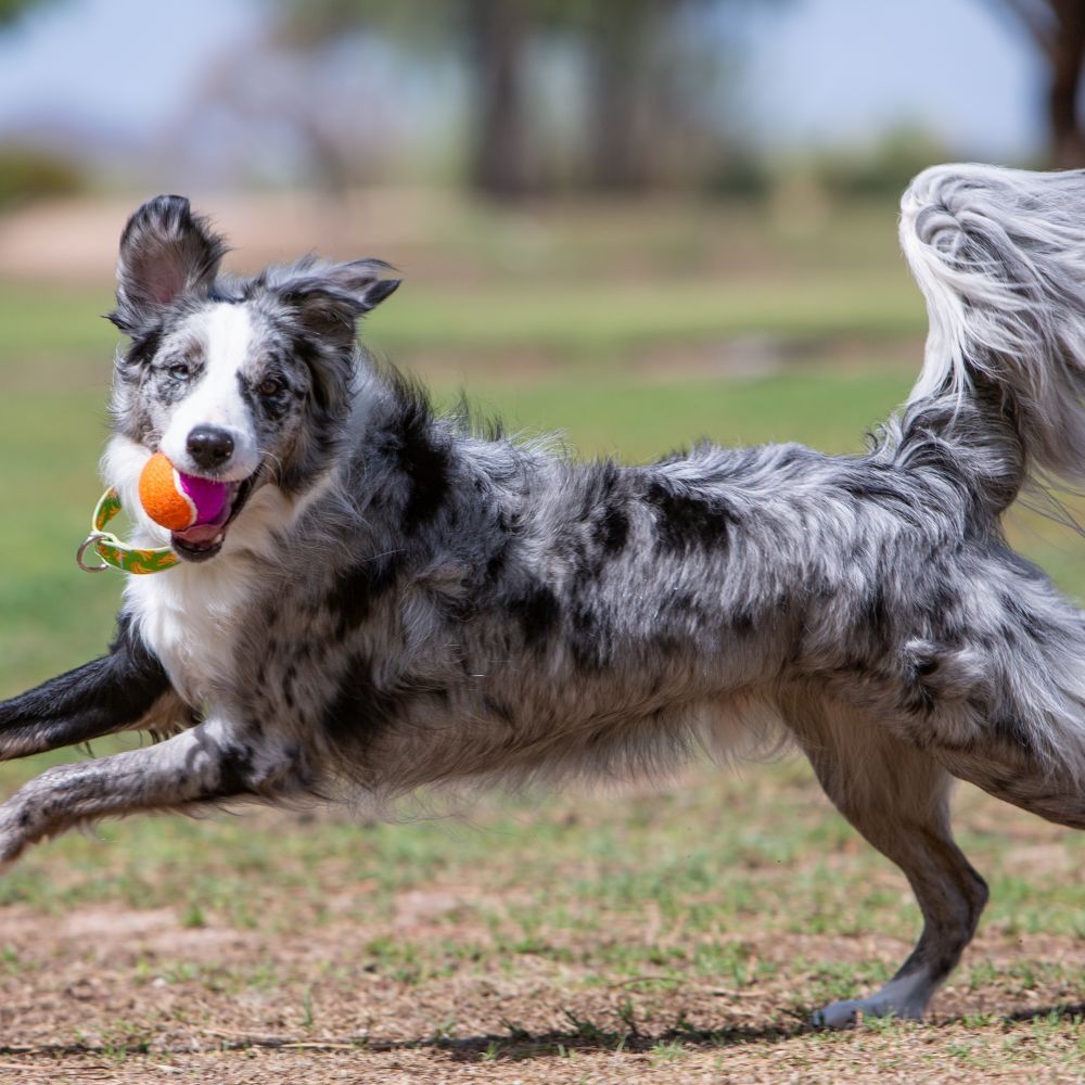KONG AirDog Squeaker Birthday Balls Dog Toy - PetPost Australia