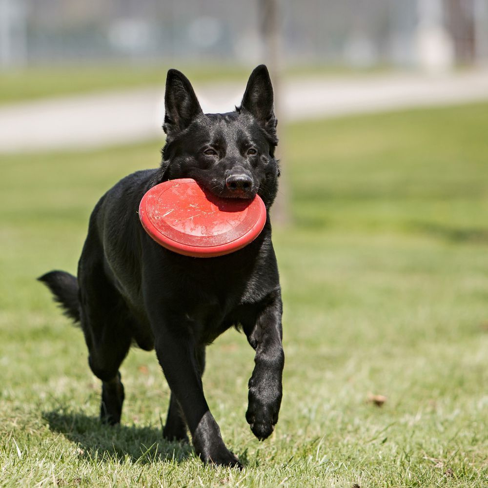 KONG Flyer Dog Toy - PetPost Australia