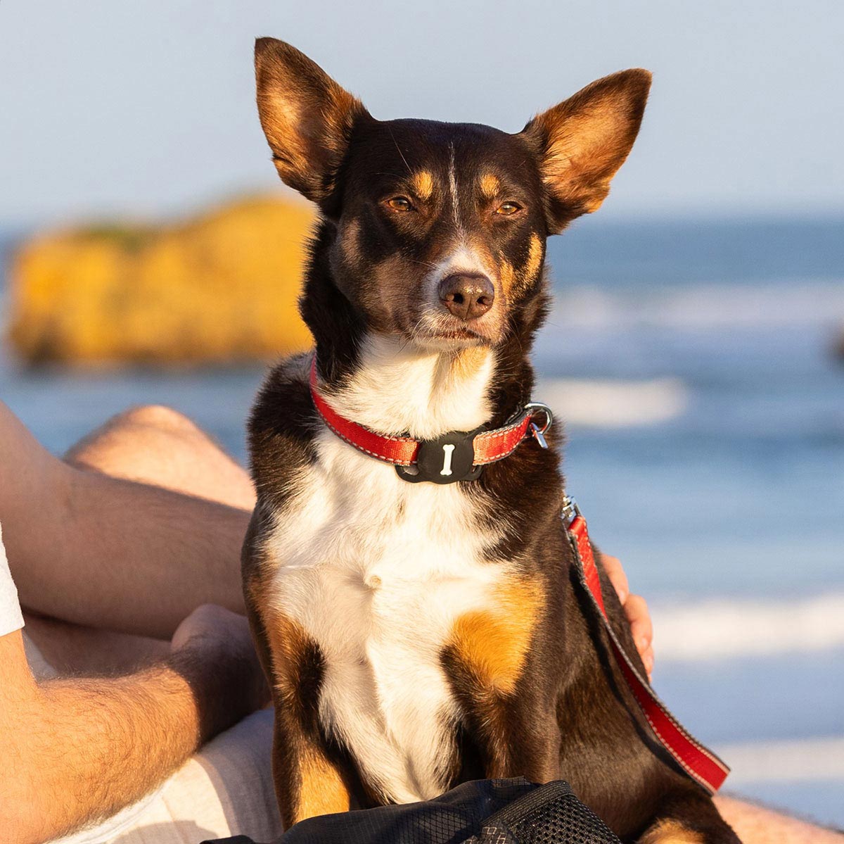 Lexi & Me AirTag Holder Black - PetPost Australia
