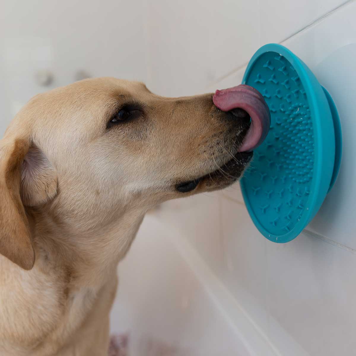 Lexi & Me Suction Cup Boredom Buster Teal - PetPost Australia